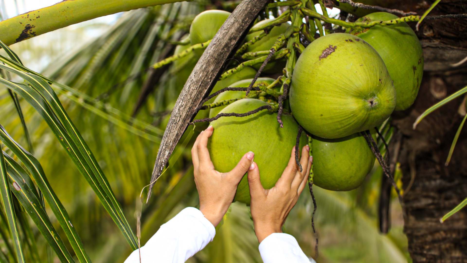 Cosecha de coco en una unidad productiva de COTERRA