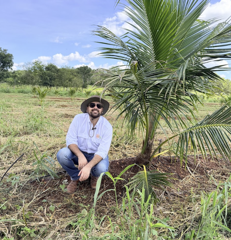 Palmas de coco jóvenes en campo productivo