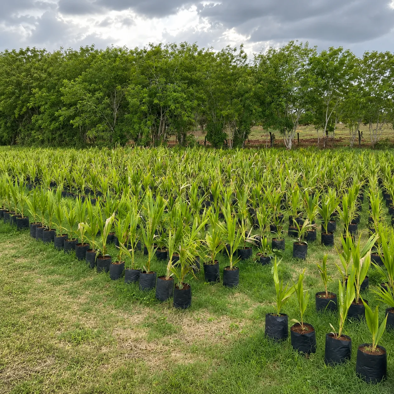 Plantas de coco en vivero durante la etapa de preventa