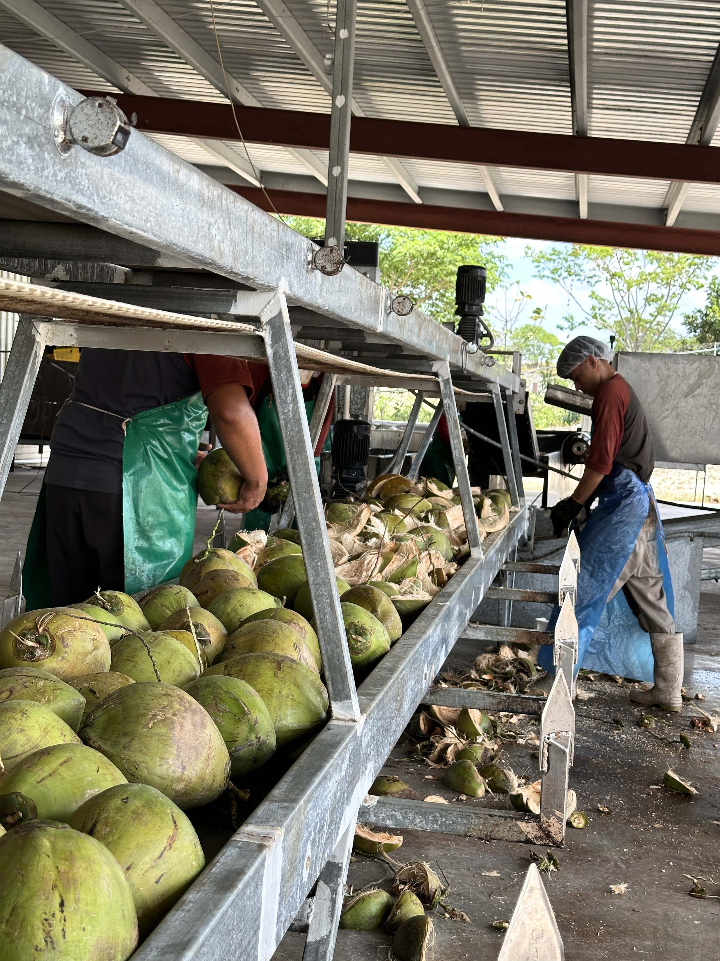 Selección y empaque de coco en la operación de COTERRA