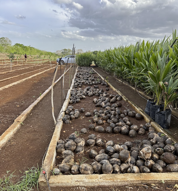 Semillas de coco preparadas para producción