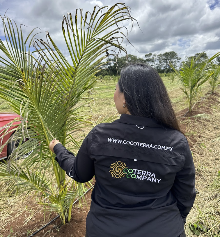 Supervisión de plantación de coco en campo