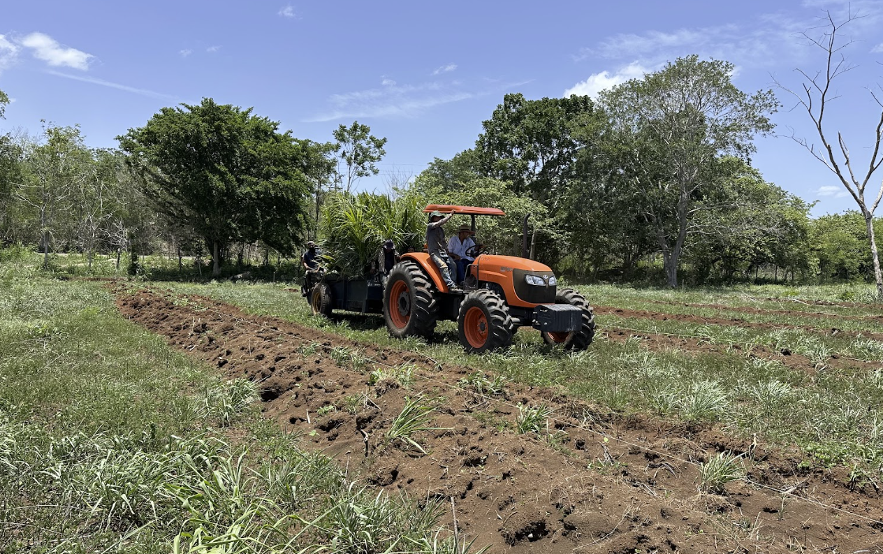 Traslado de plantas de coco para plantación