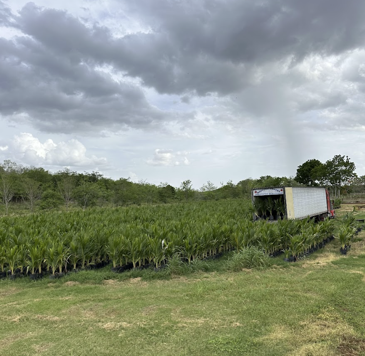 Vivero de palmas de coco en campo