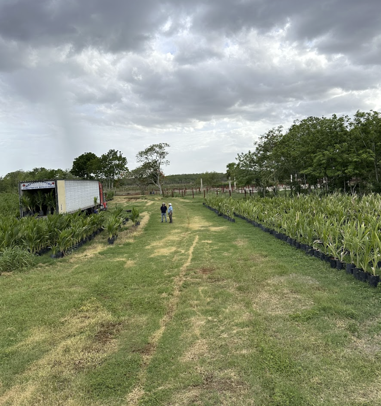 Vivero operativo de palmas de coco