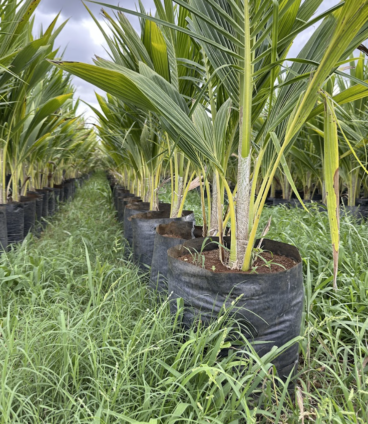 Palmas de coco en vivero de COTERRA